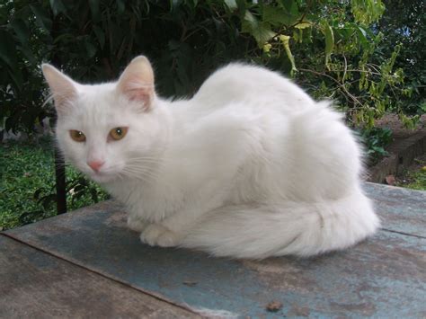 fotos de gatos angora|gato de angora turco.